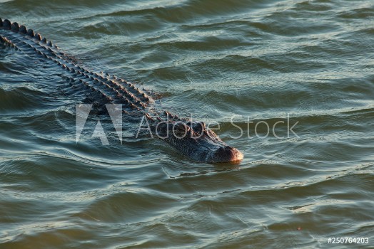 Picture of Alligator swimming in the lake Port Aransas Texas